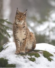 Lynx